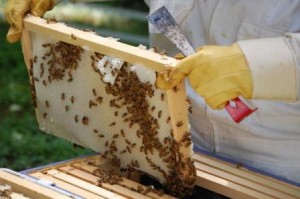бизнес план по пчеловодству образец