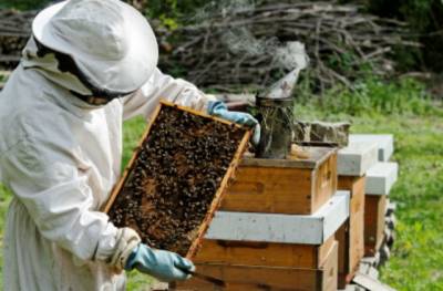 бизнес план по пчеловодству образец